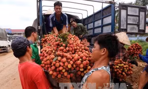 Vải thiều Bắc Giang giá ổn định 35.000 - 45.000 đồng/kg 
