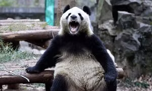 Kỳ lạ gấu trúc 'xơi tái' một con dê ở Trung Quốc