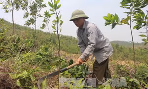 Tỷ phú trồng rừng ở Vĩnh Phúc