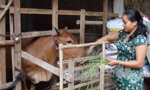 Khởi sắc vùng đồng bào dân tộc Khmer 