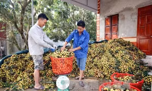Vải lai chín sớm, Phù Cừ được mùa tăng giá 