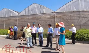 Làm nông nghiệp công nghệ cao ở Israel, những điều mắt thấy tai nghe