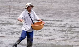 800 ha lúa non bị ngập úng vì mưa