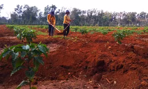 Tái canh cà phê ở Tây Nguyên
