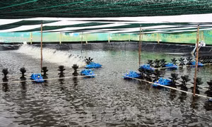 Phát triển tôm siêu thâm canh - Bài 1: Sức bật từ hướng đi mới