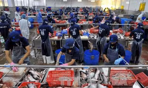 Mỹ tăng cường kiểm soát, cơ hội cho ngành cá tra Việt Nam 'nhìn lại mình'