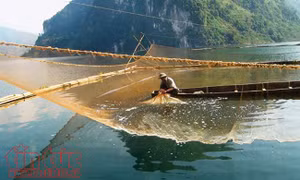 Đồng bào Dao nuôi trồng thủy sản trên lòng hồ sông Đà