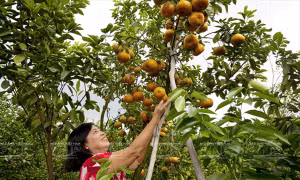 Đồng Tháp: Liên kết tiêu thụ nhiều loại trái cây đặc sản
