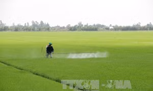 Kiên Giang bảo vệ sản xuất lúa trước mùa lũ