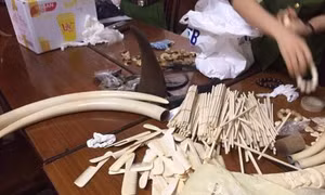 “Đầu sỏ” đường dây buôn bán động vật hoang dã quý hiếm bị bắt giữ