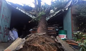 TP Hồ Chí Minh