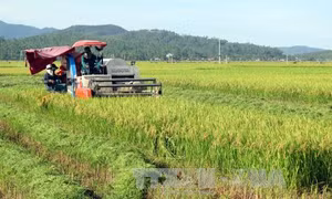 Nông dân giàu là gốc để phát triển nông thôn mới bền vững