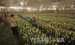 Công ty Nhật hợp tác trồng hoa tại Đà Lạt