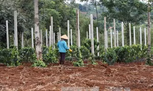 Dân không nhận được hỗ trợ do cán bộ cơ sở làm sai quy định 