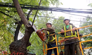 Nguy cơ nhiều cây xanh trên các tuyến phố bị đổ do mất một phần rễ