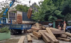 Chở phách gỗ sai kích thước bị CSGT phát hiện