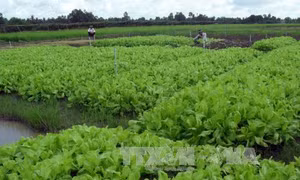 Rau xanh khan hiếm và tăng giá mạnh vì mưa bão 