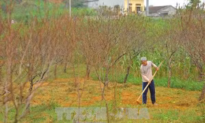 Nhiều vườn đào phai Ninh Bình chết khô sau mưa lũ, dân trồng đào lao đao