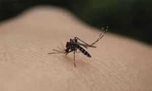 Những mẹo tránh muỗi đốt hiệu quả