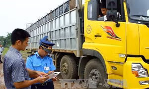 Thu hồi phù hiệu đối với gần 420 phương tiện vận tải tái phạm