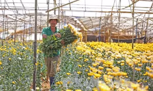 Giá hoa cúc Đà Lạt tăng vọt 