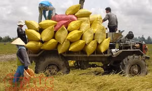 TP Hồ Chí Minh