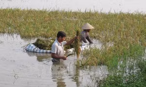 Đảm bảo sản xuất sau mưa lũ