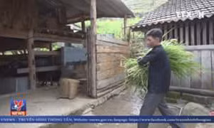 Hiệu quả từ mô hình chăn nuôi, nhốt trâu, bò vỗ béo ở Hà Giang