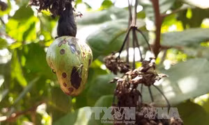 Lâm Đồng: Dịch bọ xít muỗi trên cây điều đã được khống chế