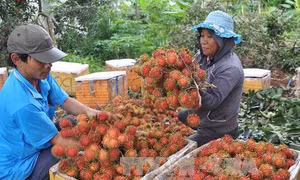 Có chỉ dẫn địa lý, dân Đồng Nai ngưng chặt chôm chôm bản địa