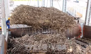 Hàng trăm hécta mía bị kẻ xấu đốt cháy