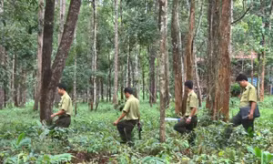 Nhiều chính sách thiết thực để bảo vệ rừng Tây Nguyên 