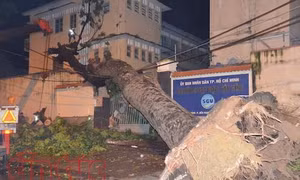 Thành phố Hồ Chí Minh