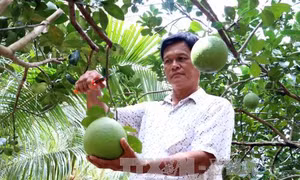 Bưởi giống da xanh Bến Tre hút hàng