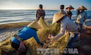 Hướng dẫn xử lý, tiêu thụ hải sản tồn trong dân sau sự cố biển