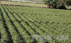 An Giang gieo trồng cây rau, màu có hiệu quả kinh tế cao 
