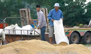 Thái Lan bán 100.000 tấn gạo cho Philippines