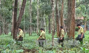 Nâng cao công tác quản lý, bảo vệ và phát triển rừng bền vững tại Kon Tum