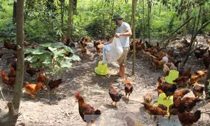 Bí quyết nâng tầm thương hiệu 'Gà đồi Phú Bình'