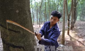 Không mở rộng diện tích cây cao su ở các tỉnh Tây Nguyên 