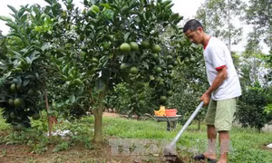 Tăng cường năng lực để nâng cao hiệu quả hoạt động khuyến nông