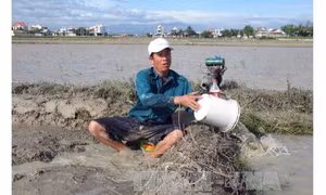 Khốn đốn vì thất thu lúa Mùa
