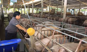 Giá lợn hơi tăng nhẹ, người chăn nuôi vẫn lỗ