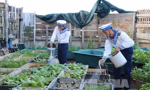 Sức sống Trường Sa - Bài 1: Màu xanh của lá trên quần đảo đá 