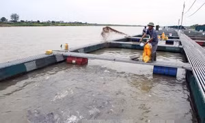 Trên 16 tỷ đồng bảo vệ và phát triển nguồn lợi thủy sản 