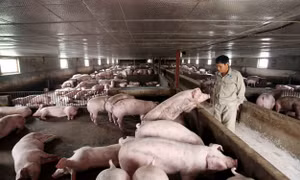 Ngành chăn nuôi vẫn còn nhiều cơ hội