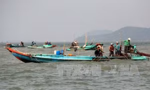 'Nghêu tặc' lộng hành, nguy cơ diễn ra xung đột 
