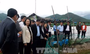 Phú Yên cần tạo điều kiện để nông dân tiếp cận nguồn vốn hỗ trợ