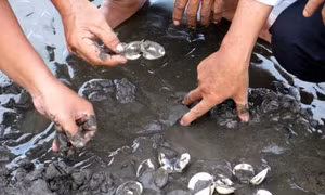 Các mẫu nước biển làm ngao chết hàng loạt đều chứa độc tố