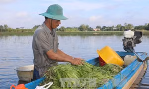 Đồng bằng sông Cửu Long mùa nước nổi - Bài 1: Sinh kế của người nghèo 
